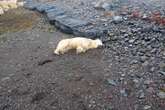 Rare polar bear shows up on the shores of Iceland – police shoot it