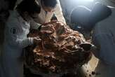 Heavy rains in Brazil unearth what could be oldest dinosaur fossil