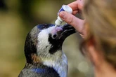 Penguins sent to live on ‘geriatric island’ for ‘slower way of life’