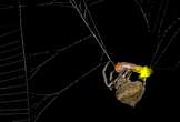 Spider uses male fireflies as glowing bait to catch more prey