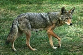 6-year-old boy attacked by coyote at sister’s softball game