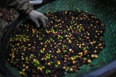 Why coffee brand made from defecated beans has dodged Trump’s tariffs