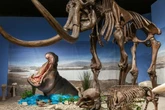 Fossils reveal hippos lived in central Europe 40,000 years ago