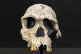 Study of fossilized bones rewrites history of early human ancestors
