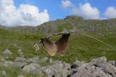 Walkers asked to look out for England’s only mountain butterfly