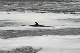 Whale killed and passenger thrown overboard after NJ boat collision