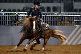 Feed that killed 70 rodeo horses was contaminated with toxic additive