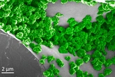 Scientists create glow-in-the-dark plants than can be charged by LED
