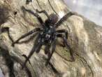 Scientists name new species of ‘unusually large’ spider ‘Big Boy’