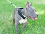 Police issue warning after young girl mauled by her family’s dog