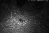 Rare egg-laying mammal named after Attenborough caught on film for first time