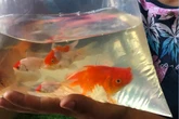 RSPCA calls for ban on goldfish as prizes at funfairs