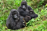 The surprising friendship habit female gorillas share with humans