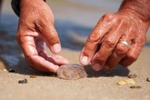 Why jellyfish sightings are on the rise in the US this year