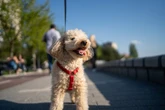 America’s favorite dog breed is probably not what you’d expect