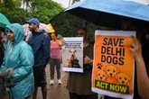 India ordered 1m dogs be removed from streets. The backlash was huge