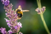 Three people fighting for their lives after horror bee attack