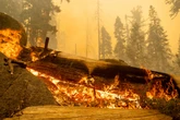 Wildfire tears through grove of ancient trees in Californian forest