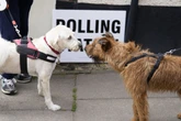 When will local election results be announced for my area?