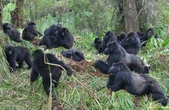 Gorillas socially distancing prevents illness spreading, study finds