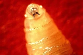 Flesh-eating worm cases surge in Mexico after parasite detected in US