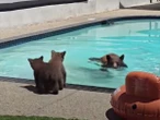 Family of bears visits California backyard pool to cool off