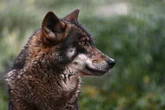 Hunting wolves is about to become more common in Europe – here’s why