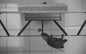 Parrots spotted swinging across branches using their beaks