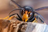 What should I do if I see an Asian Hornet and how dangerous are they?
