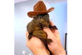 New York state could owe $10m over execution of P’Nut the Squirrel