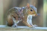 ‘Frankenstein rabbits’ scare prompts new fears of ‘zombie squirrels’