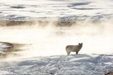 Man accused of taking wolf to bar before killing it faces prison