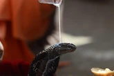 Indian snakes found to be capable of injecting venom even after death