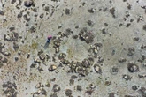 Mystery stone circle reveals earliest human presence in Scotland