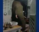 Elephant smashes kitchen wall to rummage for snacks in a Thailand home