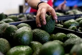 How avocados became one of the most Instagrammed foods in the world
