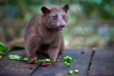 The mammal that poops out more flavorful and aromatic coffee beans