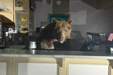 Bear found behind counter of Lake Tahoe ice cream store