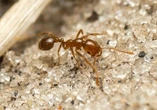 Europe witnessing spread of invasive red fire ants with painful bites