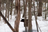 Bear dragged away car crash victim’s body