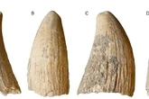 Rare whale tooth fossil reveals secrets of ancient Iberian people