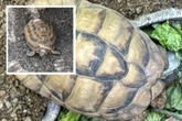 Indiana zoo waited 11 days to report stolen endangered tortoises