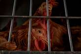 New bird flu cases hit New York zoos