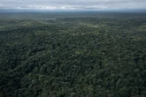 Away from Brazil’s ‘forest’ Cop30, Congo’s fate hangs in the balance