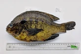 California fish carry parasites that can cause stroke or heart attack