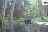 Pair of rare black wolves caught on camera in Polish forest