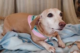 Service dog reunited with blind owner two months after being stolen