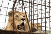 Pakistan man mauled by lion after entering cage to film TikTok video