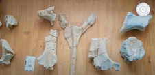 New long-necked dinosaur fossils reveal oldest plant-eating species
