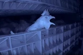 Secret video reveals gas chamber deaths of egg industry hens